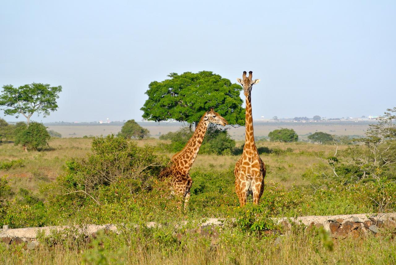 Nyati Hill Cottages Nairobi Exteriér fotografie